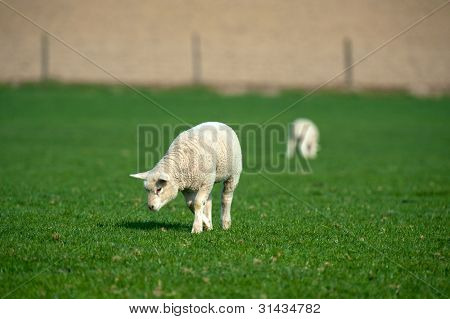 LÃ¤mmer Weiden im FrÃ¼hling