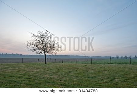 Baum im Lichte der Sonnenaufgang im FrÃ¼hling