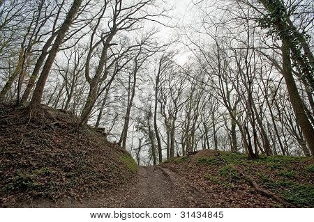 Hohle StraÃŸe durch den Wald