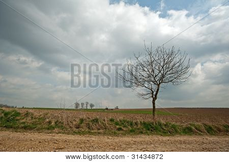 Baum in einem Feld unter einem bewÃ¶lkten Himmel