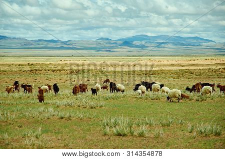 Mongolian Pastures In The Area Zavkhan River,  River In The Govi-altai Mongolia