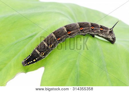 Studio Shot Of Big Black Caterpillar On A Leaf