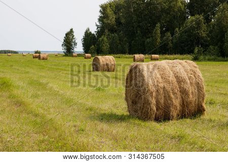 Rolled Haystacks On An Agricultural Field. Landscape. Harvesting