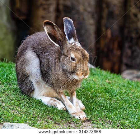 Mountain Hare, Lepus Timidus, Also Known As The White Hare.