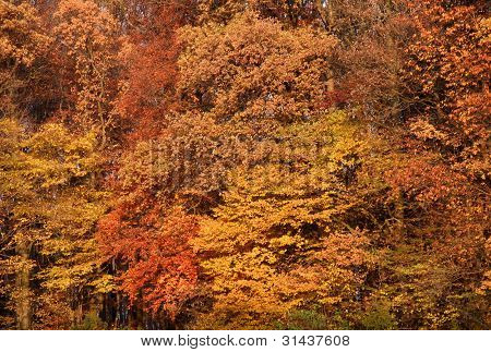 Abstrait automne arrière