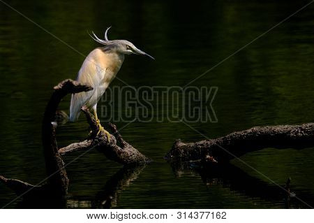 Crayfish Heron Perched On A Branch Waiting To Fish On The Riverbank