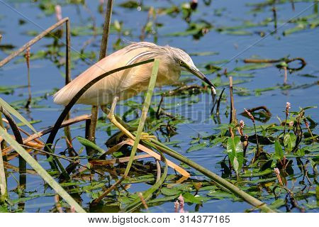 Crayfish Heron Perched On A Branch Waiting To Fish On The Riverbank