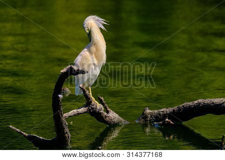 Crayfish Heron Perched On A Branch Waiting To Fish On The Riverbank
