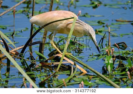 Crayfish Heron Perched On A Branch Waiting To Fish On The Riverbank