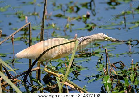 Crayfish Heron Perched On A Branch Waiting To Fish On The Riverbank
