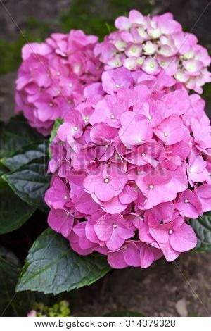 Pink Hydrangea Macrophylla (bigleaf Hydrangea) Inflorescence Closeup In Summer Garden