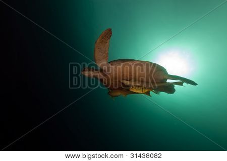 Tartaruga verde (chelonia midas) nel Mar Rosso.