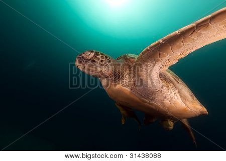 Tartaruga verde (chelonia midas) nel Mar Rosso.
