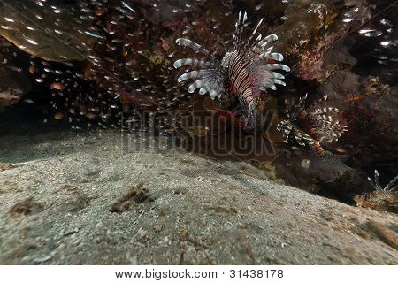 Pesce (pterois miles) caccia nel Mar Rosso.