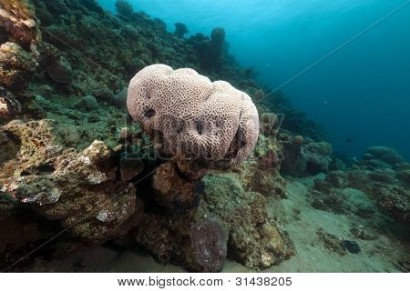 Cervello corallo nel Mar Rosso.