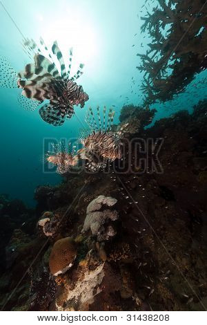 Pesce (pterois miles) caccia nel Mar Rosso.