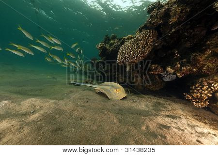 Bluespotted stingray e coralli del Mar Rosso.