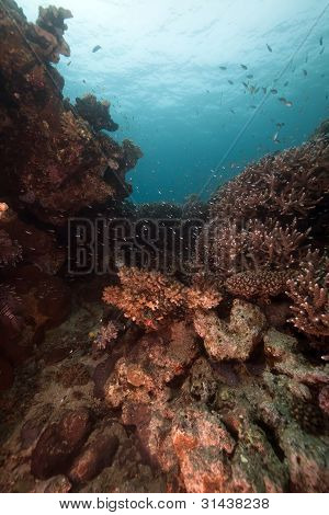 Pesci tropicali e coralli del Mar Rosso.