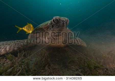 Tartaruga verde (chelonia midas) e carangidi nel Mar Rosso.