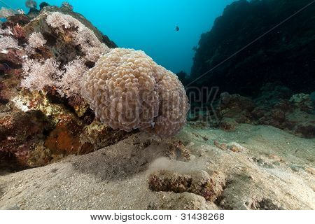 Corallo bolla nel Mar Rosso.