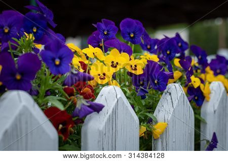 Closeup Of Garden Pansies (viola Wittrockiana) In A Flower Pot
