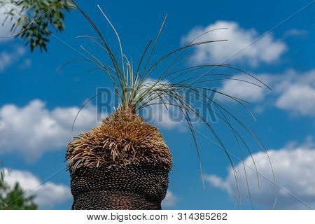Close Up Of A Grass Tree (xanthorrhoea) In Bright Sunshine With A Blue Sky