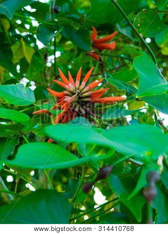 Flower Of Erythrina Spinosa Erythrina Corallodendrum, Exotic Flowers