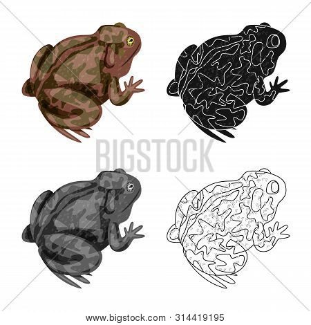 Vector Illustration Of Toad And Biology Logo. Collection Of Toad And Tropical Vector Icon For Stock.