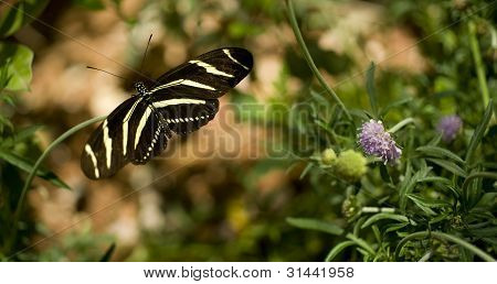 Zebra Longwing