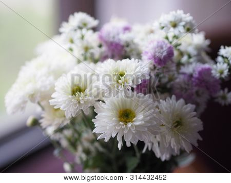 Violet And White Flower Petals Stacked Into Layers Name Gerbera Jamesonii ,compositae,gerbera,barber