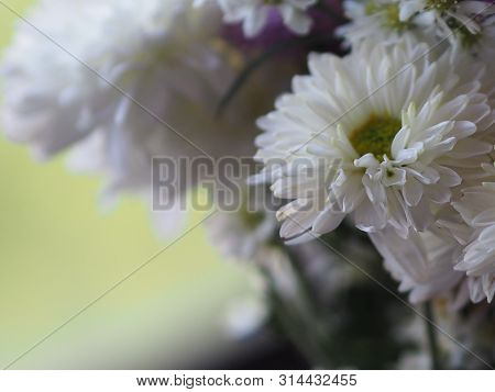 Violet And White Flower Petals Stacked Into Layers Name Gerbera Jamesonii ,compositae,gerbera,barber