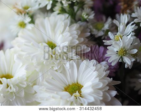Violet And White Flower Petals Stacked Into Layers Name Gerbera Jamesonii ,compositae,gerbera,barber