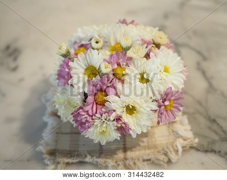 Violet And White Flower Petals Stacked Into Layers Name Gerbera Jamesonii ,compositae,gerbera,barber