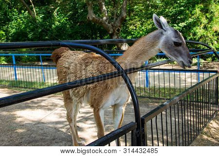 Lama Guanaco (lama Guanicoe). Guanaco Is A Mammal Of The Genus Lam Of The Family Of Camelid. Is The 