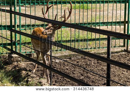 Chital Or Cheetal Deer (axis Axis), Also Known As Spotted Deer Or Axis Deer In Zoo
