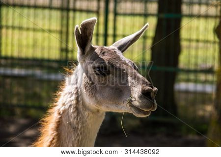 Lama Guanaco (lama Guanicoe). Guanaco Is A Mammal Of The Genus Lam Of The Family Of Camelid. Is The 