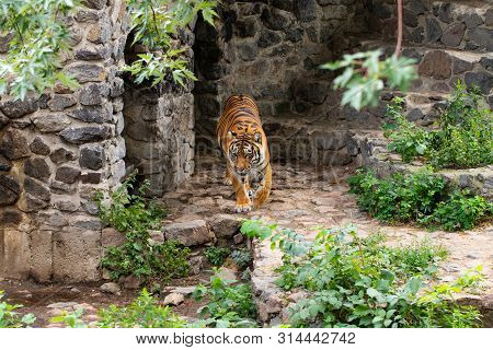 Beautiful Tiger, On The Background Of Green Trees In The Zoo