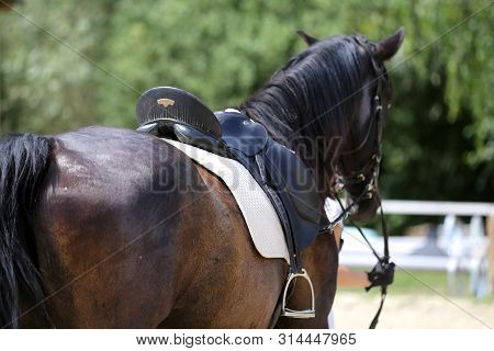 Beautiful Handmade Dressage Horse Riding Saddle With Girth, Stirrup On Saddle Pad On The Racetrack