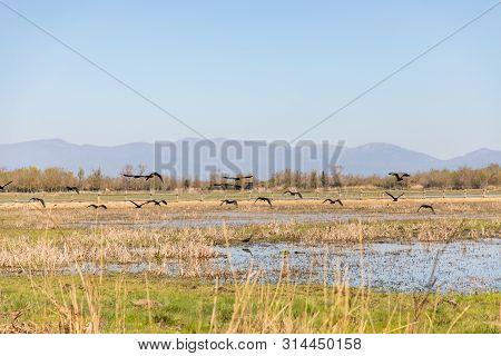 Black Birds Flying Over Swampy Field With Clear Sky