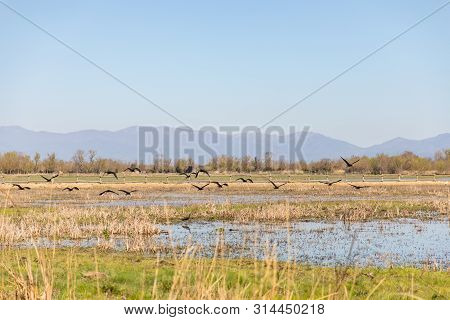 Black Birds Flying Over Swampy Field With Clear Sky