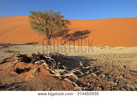 Red sand dune with a thorn tree, Sossusvlei, Namib desert, Namibia