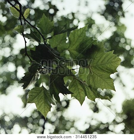 Backlit Treebranches. Shot On Analog Mediumformat Film.