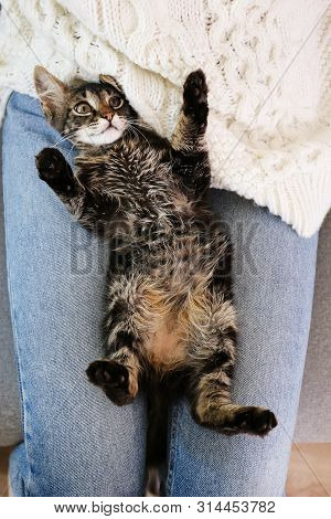 3 Months Old Tabby Kitten With Funny Fur Stains.