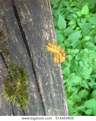 Sycamore Moth Larva. Acronicta Aceris Caterpillar, On Weathered Old Wood With Moss Above Green Leave