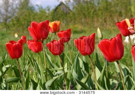 Tulpen