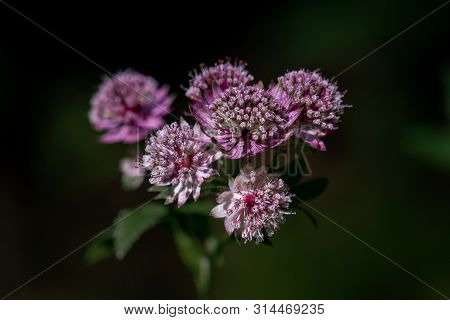 Close Up Shot Of Purple And White Astrantia Major (great Masterwort)  Flower Heads With A Dark Backg