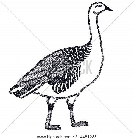 Hand Drawing Vector Illustration Ducks And Geese The Upland Goose Set