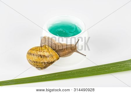 Cosmetics Organic Made With Slaver Of Snail, Very Good For Skin And Health And Fashion In Europe. Po
