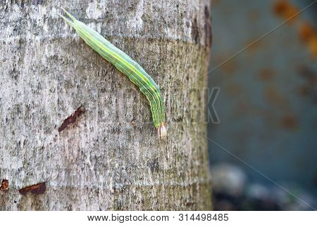 Green caterpillar with yellow stripes and red horns on a palm tree, El Remate, Peten, Guatemala