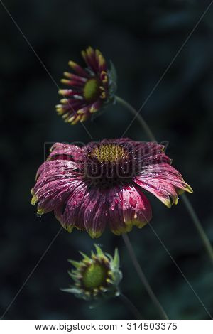 Beautiful Flower Tsiniya From The Summer Garden